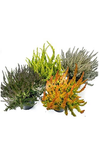 Preisvergleich Produktbild Calluna Vulgaris, 4 Sunset Girls, Besenheide, Heidepflanzen