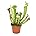 Schlauchpflanze - Sarracenia