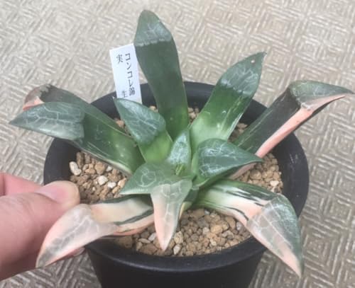 観葉植物 ハオルチア 錦」の人気商品一覧 | 安い商品を通販サイトから