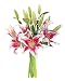 Stargazer Lily Bouquet (8 stem, 20 blooms) - Without Vase