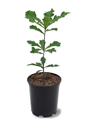 American Plant Exchange Swamp White Oak Tree, 1 Gallon Pot, 2-3ft Tall, Outdoor Landscape Garden Plant, Live Plant, Shade Tree, Fast Growing and Hardy