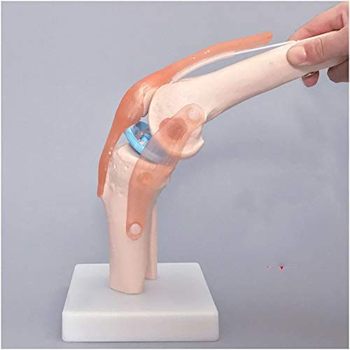 Sjdopulse A Human Knee Joint Model - Human Knee Joint Skeleton Model With Flexible Ligament - Life Size Knee Joint Model Knee Natomical Model - For Medical Educational Training Id (A)