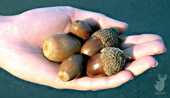 Miniatura 4 de Plantas de árbol de roble castaño para plantar  Plantas de árbol vivas de 1 a 2 pies de alto (3 árboles)