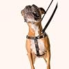 2 Hounds Design Freedom No-Pull Dog Harness Training Package, Large, Green