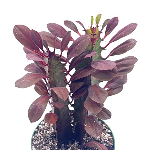 African Milk Tree, Euphorbia Trigona 4" Inch Pot, Red Original Color African Milktree, Red Cathedral Cactus Milk Tree, Well Rooted Starter #TOP4