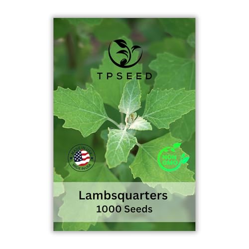 TP Seed Lambs Quarters Seed for Planting - Ideal for Medicinal Planting - Herb Gardens (Chenopodium Album) Goosefoot 1000 Seeds Lambsquarters