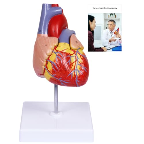 Image of breesky Scientific Human Heart Model 2-Part Life Size Human Heart Replica Color Printed Held Together with Magnets & Mounted Display Base