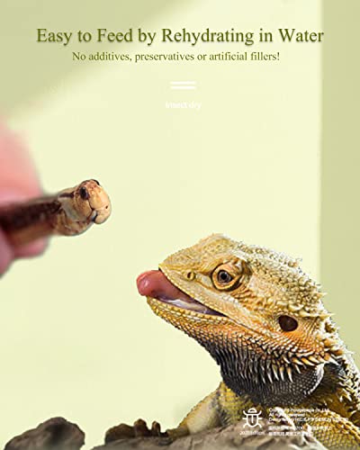 Tasty Freeze Dried Grasshopper Reptile Food For Turtles, Bearded Dragon, Hedgehog,Lizard, Chameleon, Birds (3 Oz) #TOP2