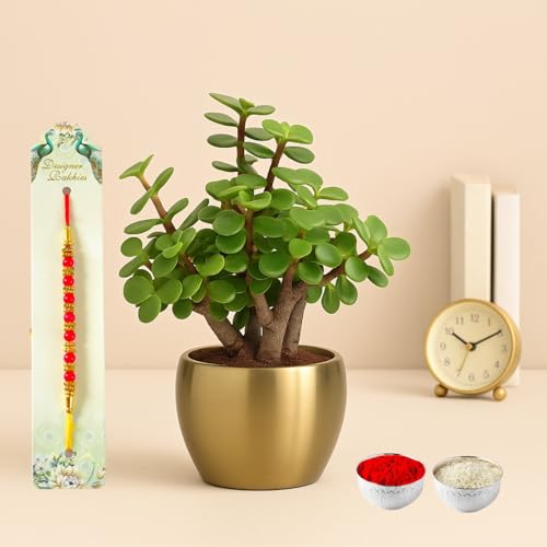 Image of Half Engineer Jade Plant In Gold Tone Metal Pot 3 X 3 Inch Pot Included with Rakhi |Rakshabandhan Gift For Brother Bro Bhai (Rakhi Gift Set 2)