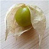 Aunt Molly's Ground Cherry Seeds (20+ Seeds) | Non GMO | Vegetable Fruit Herb Flower Seeds for Planting | Home Garden Greenhouse Pack