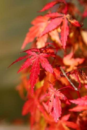 落葉樹 kazu Amazon.com : 10 Japanese Maple Tree Ornamental Acer Palmatum Red