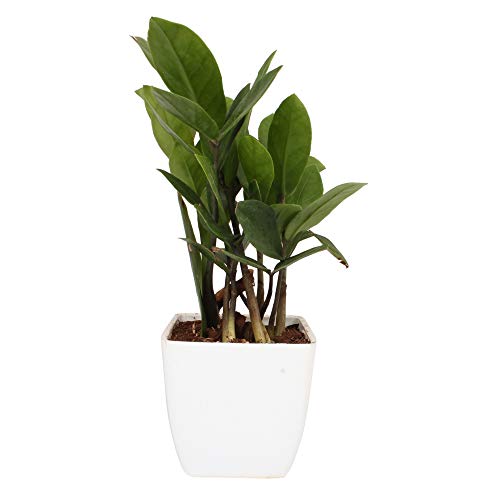 PlantaZee Black Gold ZZ Plant Zamioculcas Zamiifolia Plant with 3 Inch Plastic Pot Decorative Plant for Home Deal
