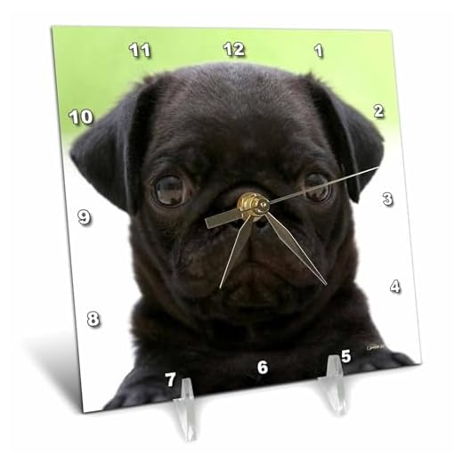 3dRose dc_21198_1 Pug Puppy Desk Clock, 6 by 6-Inch