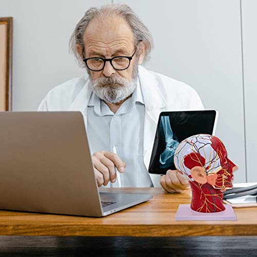 Modèle de cou de tête humaine pour comprendre l'anatomie de surface
