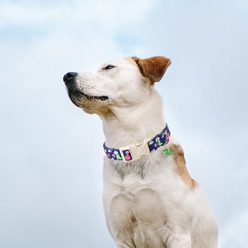 Image of Summer Dog Collar-Dinosaur Dog Collars with Planet-Cute Blue Summer Pet Dollar-Soft, Adjustable & Stylish for Small /Medium Dogs