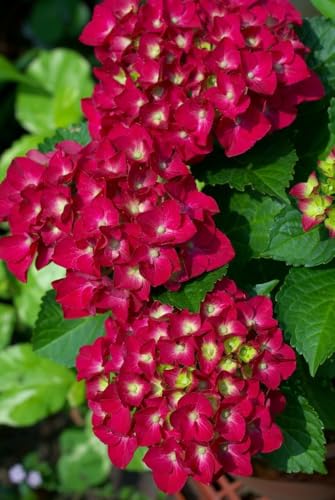 Ritz Farming® Hydrangea Imported Flower Seeds For Your Home Gardening | Pack of 70 to 80 seeds (MAGENTA)