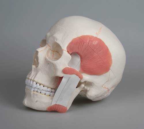 Skull with Jaw Muscles (3 Pieces)