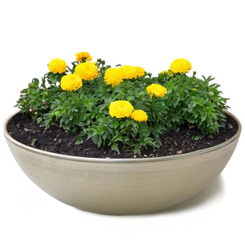 matches21 HOME & HOBBY Jardinière d'extérieur en champagne beige 30 x 9 cm comme bac à fleurs résistant aux intempéries