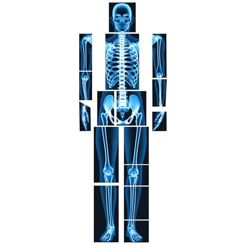 Lineshading 16 Pieces Human x Rays Bones Pretend x Rays for Kids Human Bones Body Educational...