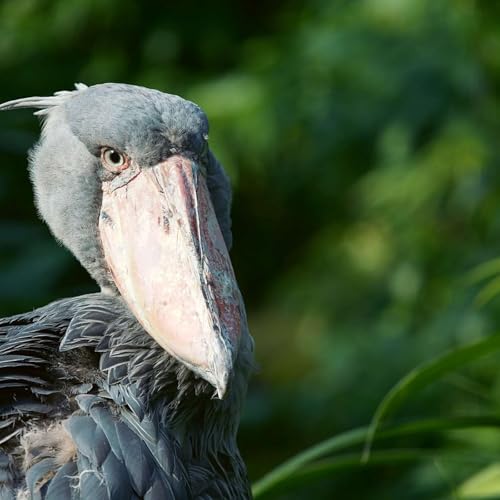 EP 4. The Stolen Shoebill: A Tale from Mabamba Swamp
