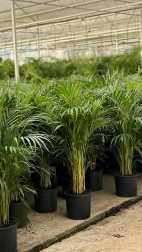 Image of Live Areca Palm Plant for Home & Office | Indoor Outdoor Plant | Air Purifying Ornamental Green Plant | Easy to Grow Decorative Plant | Low Maintenance | Without Pot (1ft to 2ft)