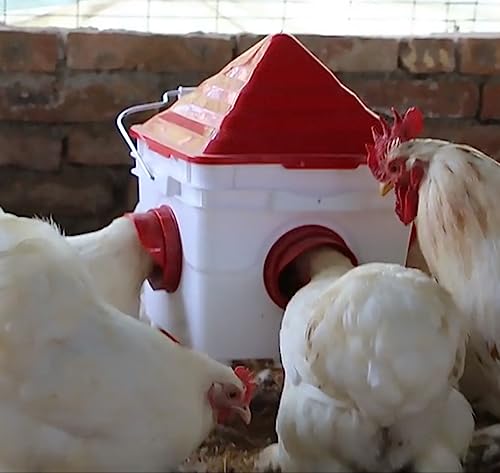 Easy Media mangiatoia per galline, polli, da 5KG, automatica, antispreco, antipioggia, antitopo, con 4 porte di alimentazione, con piedini o da appendere - immagine 7