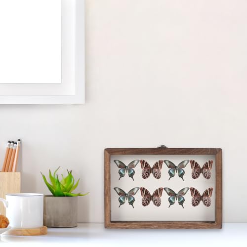 Boîte à spécimens d'insectes de qualité supérieure avec vitrine acrylique pure