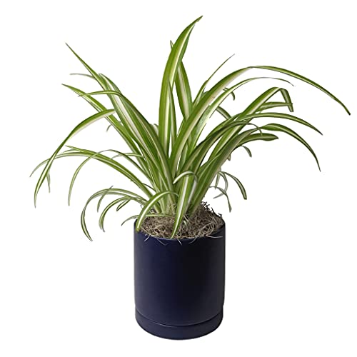 Easy to Grow Spider Plant Variegated - 1 Potted Houseplant Placed in a Blue Ceramic Pot with Water Saucer, Low-Maintenance Indoor Outdoor