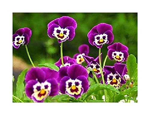do plants grow with led light LetPot 100-watt Smart Full Spectrum Indoor Plant Grow Lights main image 1