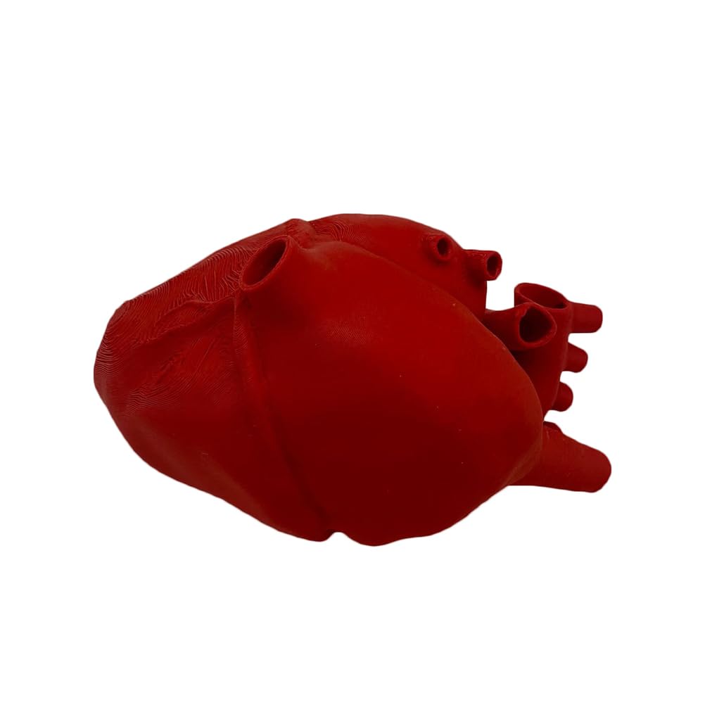 Modello di Cuore Umano Educativo Stampato in 3D - Modello delle Strutture Anatomiche del Cuore - per Insegnamento di Anatomia, Studio Medico e Cardiologia