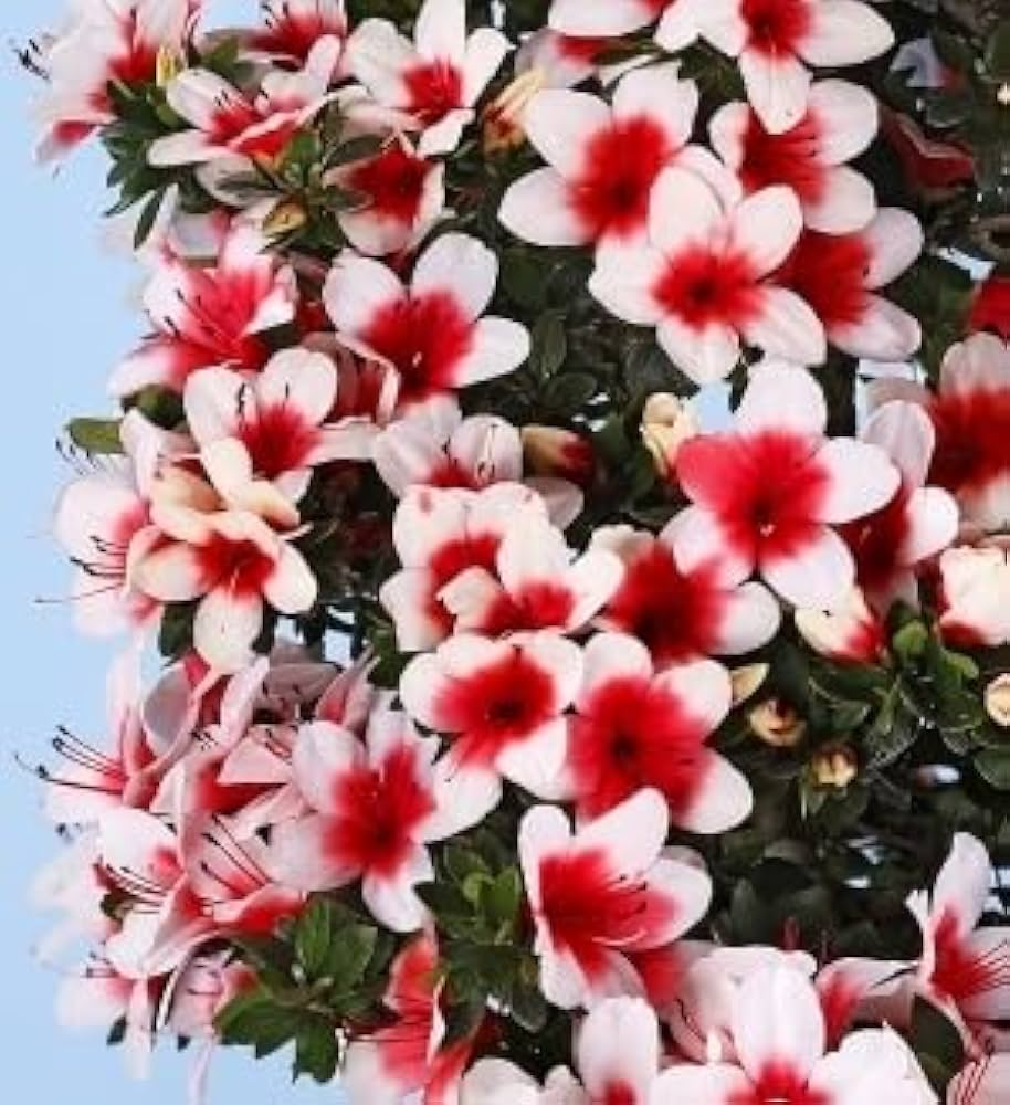 日ノ丸の盆栽 皐月盆栽 さつき盆栽 サツキ盆栽 楽天市場】盆栽 花芽付！皐月（サツキ）（日の丸）【現品】2026春開花