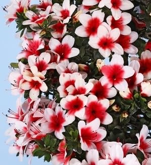 さつき 盆栽 Hino Maru 【日の丸】 Amazon.co.jp: 盆栽 花芽付！皐月（サツキ）（日の丸）(4523) 【現品