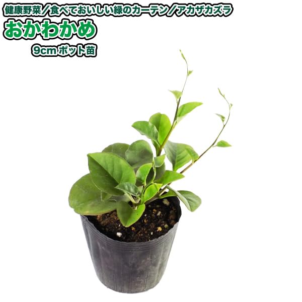 Amazon.co.jp: オカワカメ 9cmポット苗 おかわかめ : DIY・工具・ガーデン