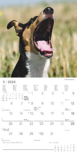 Funny Dogs 2024 - Broschürenkalender 30x30 cm (30x60 geöffnet) - Kalender mit Platz für Notizen - Hunde - Bildkalender - Wandkalender - Hundekalender