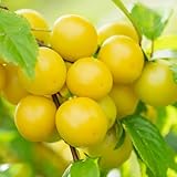 ciruelo arbol en flor Fácil de cultivar y de bajo mantenimiento.