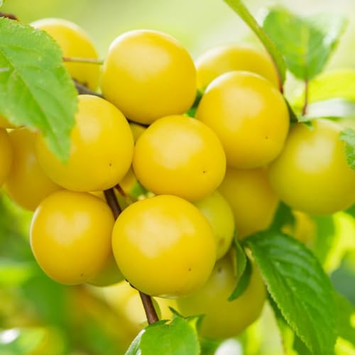 semillas de ciruelo - resistentes Decoración forma para sala estar 25pcs