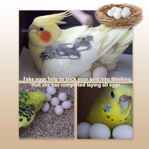 Image of MESINURS Solid Plastic Eggs - Parrot Bird Hatching Replacing Eggs for Guiding Birds to Stop Laying, 10 PCS (M)