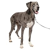 PetSafe Gentle Leader Headcollar No-Pull Dog Collar - Helps Improve Walks - Durable Nylon Construction - Padded Nose Loop - Adjustable Fit - Comfort Walking Halter - X-Large, Black