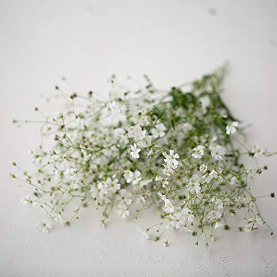Amazon.com : Covent Garden White Baby's Breath Seeds