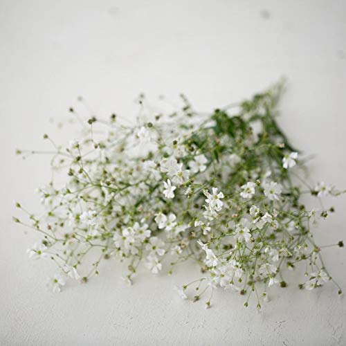 美品 gypsophila Floret Pants / White Amazon.com : Outsidepride Gypsophila White Baby's Breath