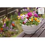 パンジー＆ビオラの寄せ植え[カシスオレンジ(プランターver] 鉢カラー：ホワイト（玄関 フラワーギフト 誕生日 プレゼント 女性 母 花 結婚記念日 おしゃれ 新築祝い 合格祝い 退職祝い 春 冬 鉢植え 鉢花 ガーデニング フラワー バスケット 屋外 ギフト 寄植え 生花 鉢 贈り物 2月 ３月 ひな祭り ホワイトデー 合格祝い 退職祝い 送別会 記念品 卒業祝い