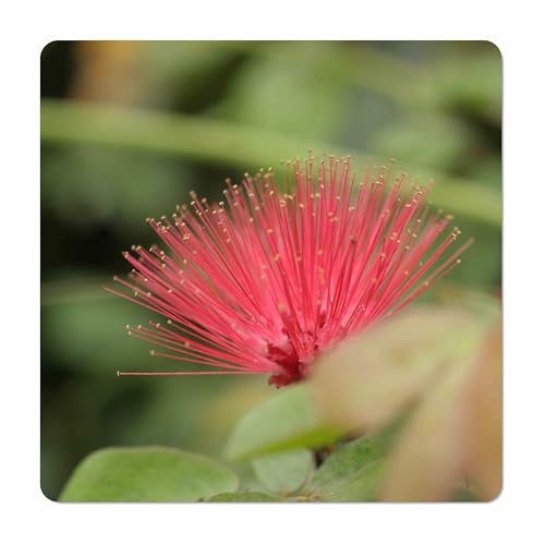 Dwarf Red Powder Puff - Calliandra haematocephala - Live Plant - Unusual Puffball Flower - Attracts Hummingbirds Butterflies - Emerald Goddess Gardens - Starter Sz 4 Inch Pot
