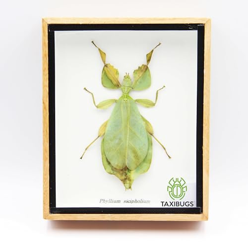 TAXIBUGS Leaf Insect Phylium Sicipholium Genuine Bug Green Brown Taxidermy Butterfly Insect Box Framed Display (Wooden Box)