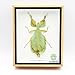 REAL Leaf Insect PhyliumSicipholium taxidermy in wood box