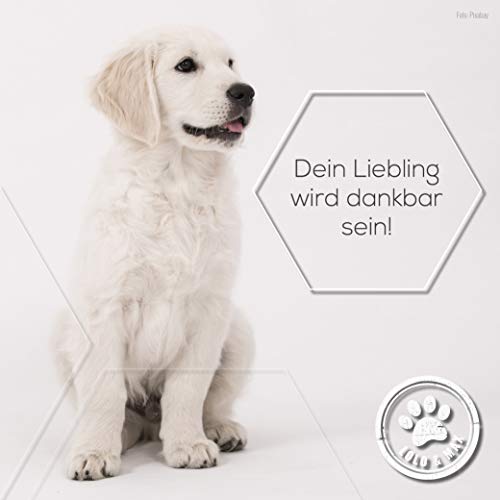 Lolo & Max - Floh- & Zeckenmittel für Hunde 100% Natürlicher Spot On - Bis zu 8 Monate Abwehr & Bekämpfung von Flöhen & Anderen Parasiten (Zecken,Milben,Läuse,Haarlinge,Wanzen) - 40ml