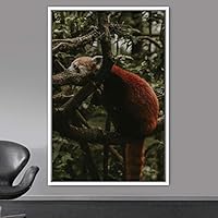 Framed Canvas Wall Art Red Panda Animals Expressive Koala Living Room Multicolor Photography Tropical - 16x24 inches
