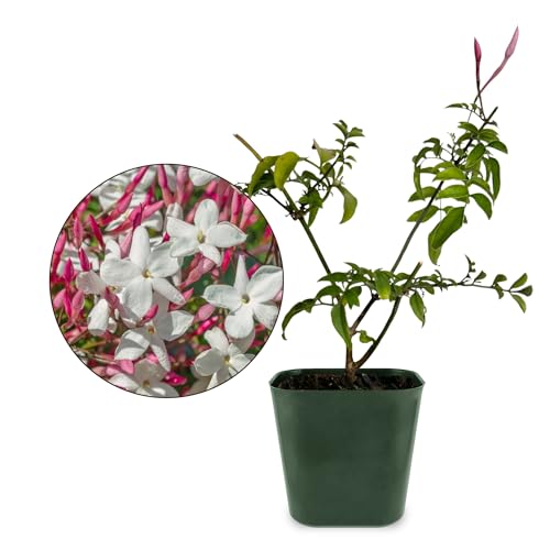 My Shelfie - Mini Pink Jasmine Plant Vine Starter in 2-Inch Pot, Live Plants Outdoor Setting, 3-5 Inches, Pet-Friendly, 1-Piece