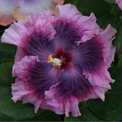 See full amazon price history chart for HIBISCUS FLOWERS PLANT 07 HIBISCUS FLOWERS PLANT 07 (B0BG5163DF) Amazon Price History, Amazon Price Tracker