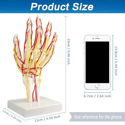Image of Hand Artery Model, Hand Model, Life-Size Hand Skeleton Model with Arteries - Detailed Anatomy for Medical Research and Patient Education