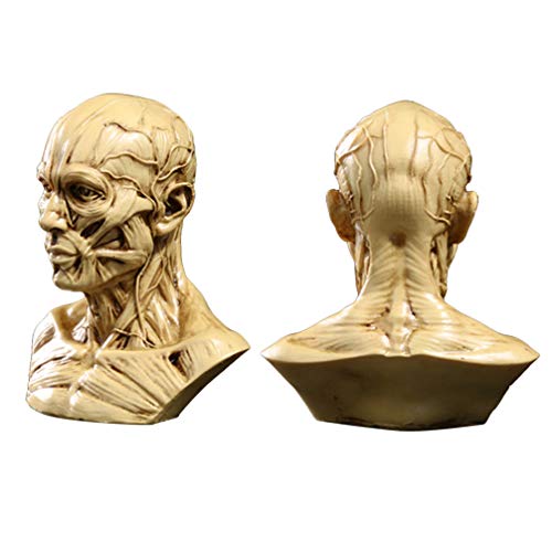 Toyandona Head Anatomy Half Human Model Craft Resin Skull Sculpture Head Muscles Bone For Medical Artist Drawing Study Office Bar Desktop Figurine Decoration (Beige) #TOP5